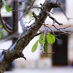 아파트 Zainetto 로마